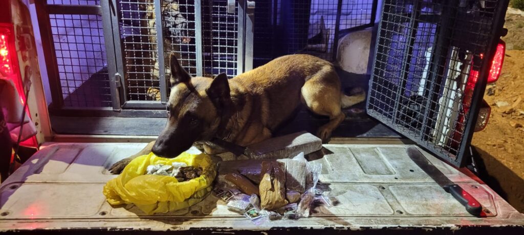 Com o auxílio de cães, operação policial apreende mais de 2kg de maconha, em Arapiraca