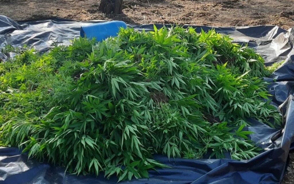[Vídeo] Duas pessoas são presas e cerca de 18 mil pés de maconha são apreendidos durante operação policial