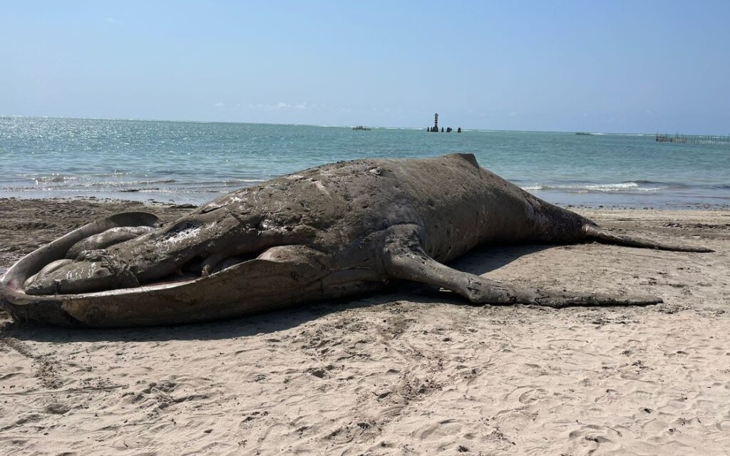 [Vídeo] Baleia jubarte morta é encontrada na praia de Ponta Verde, em Maceió