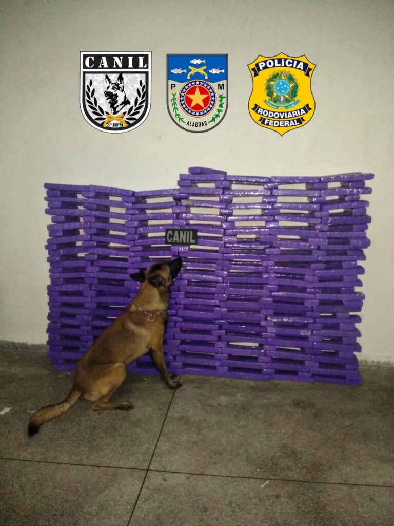 Condutor é detido após ser flagrado com mais de 150 kg de maconha, em São Sebastião