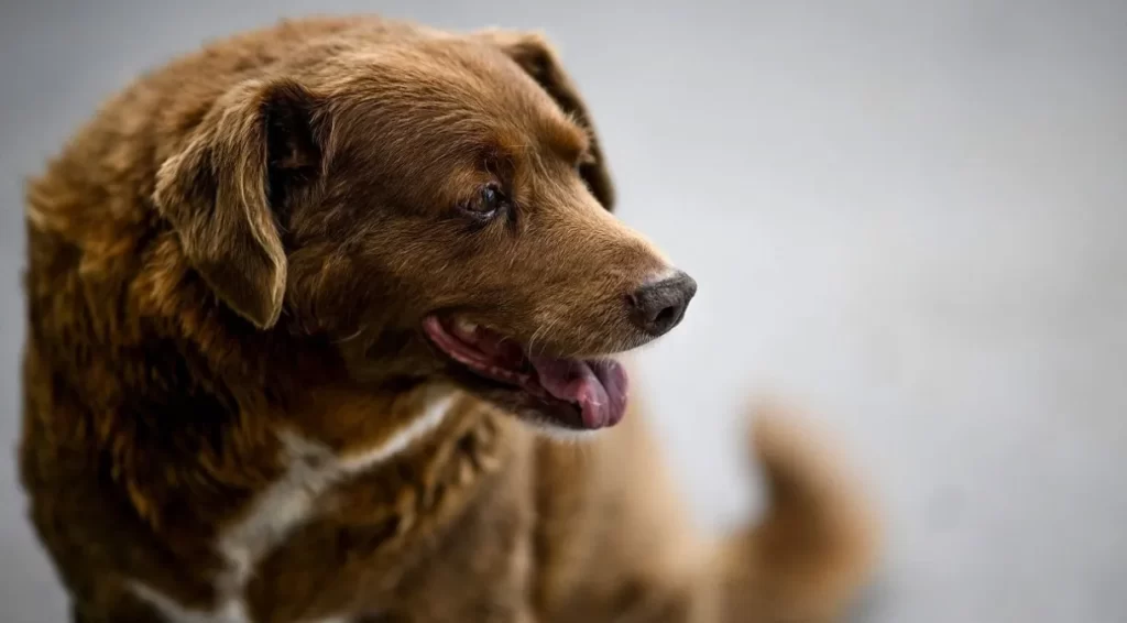Morre Bobi, o cão mais velho do mundo, com 31 anos de idade