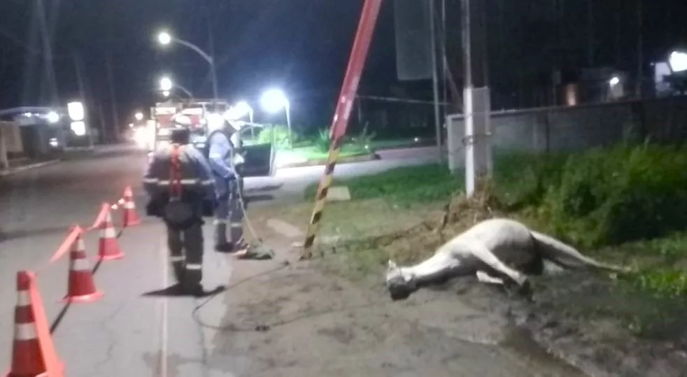 Poste com corrente elétrica causa morte de cavalo