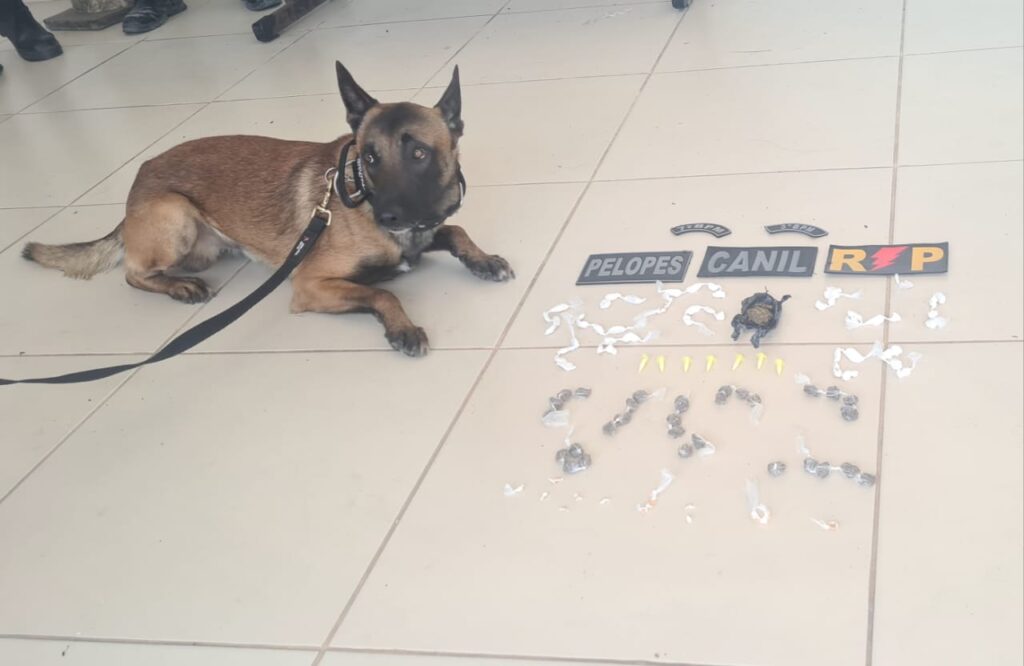 Policiais militares apreendem vários tipos de drogas durante incursões, em Santana do Ipanema