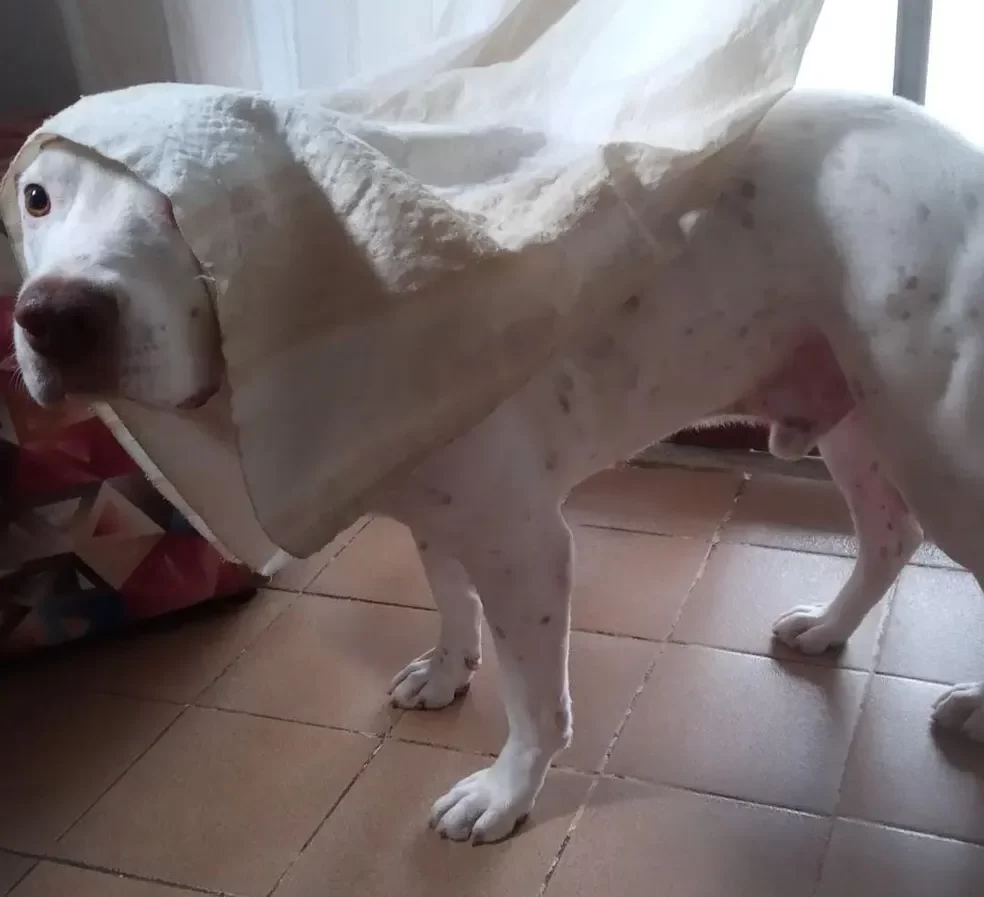 Pitbull morde assaltante e impede roubo de moto em Alagoas