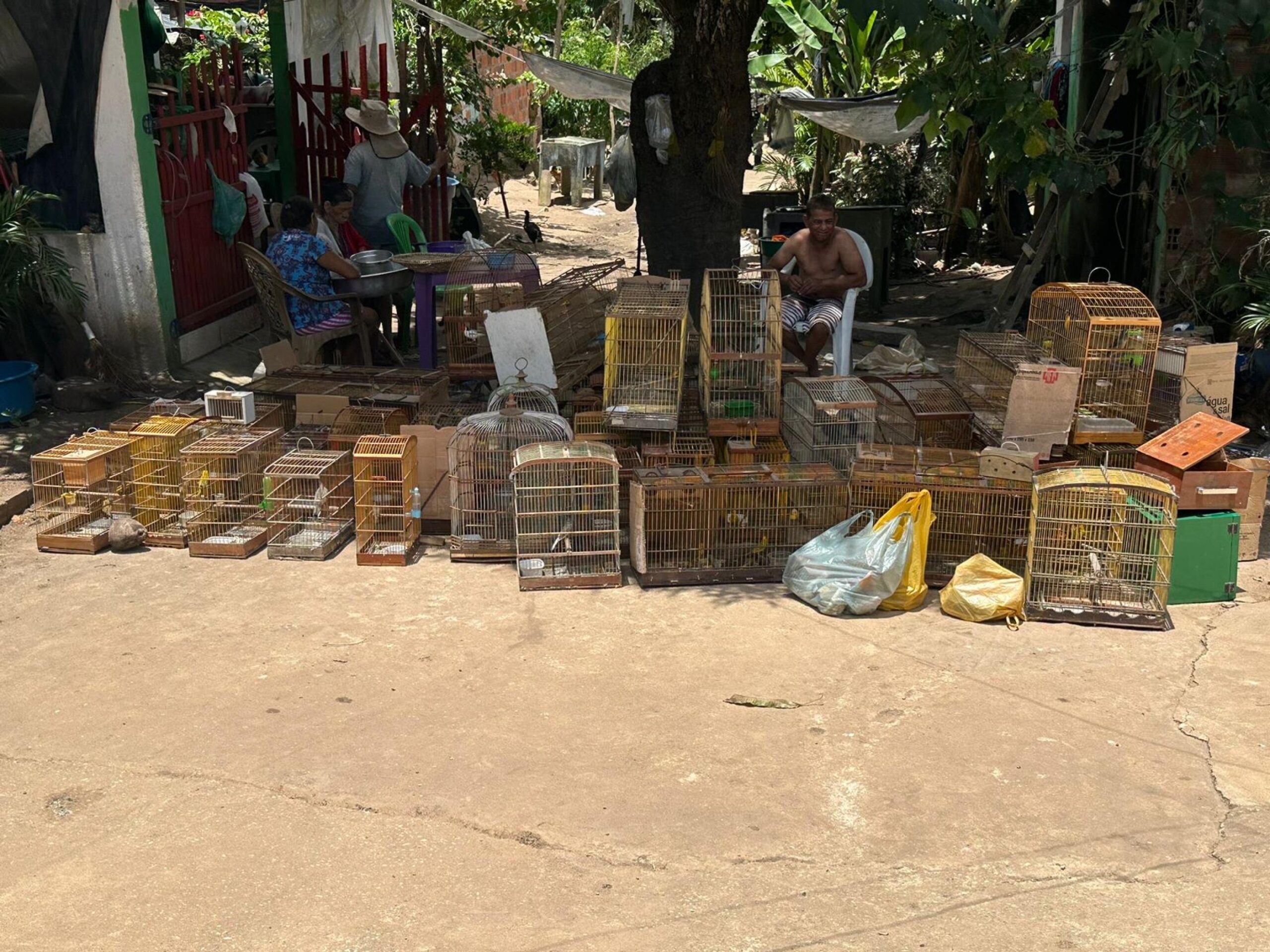 Batalhão Ambiental apreende armas e resgata 43 animais silvestres durante fiscalização em Taquarana