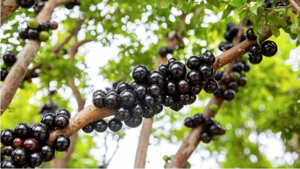 Jabuticaba é eleita a 2ª melhor fruta do mundo