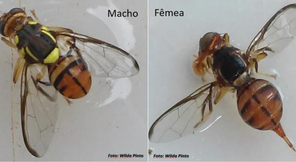 Praga de “mosca maldita” leva o Ministério da Agricultura a declarar emergência em quatro estados do Brasil