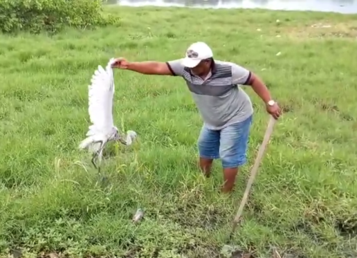 [Vídeos] Sururu e outros animais da região da Lagoa Mundaú começam a morrer após rompimento da mina 18