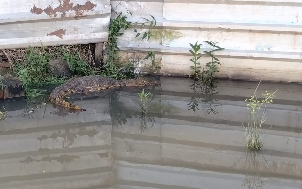 [Vídeo] Jacaré é encontrado próximo de casas abandonadas em Maceió