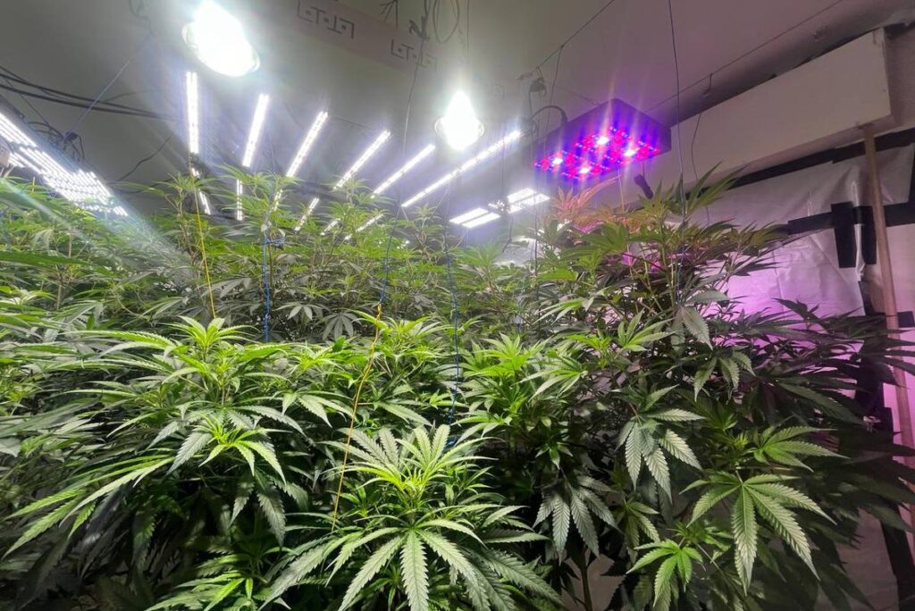 Polícia encontra estufas de maconha e laboratório de drogas dentro de casa, em SP