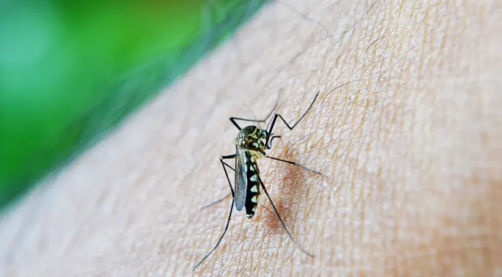 Com mais de 45 mil casos de dengue, capital paulista decretará estado de emergência