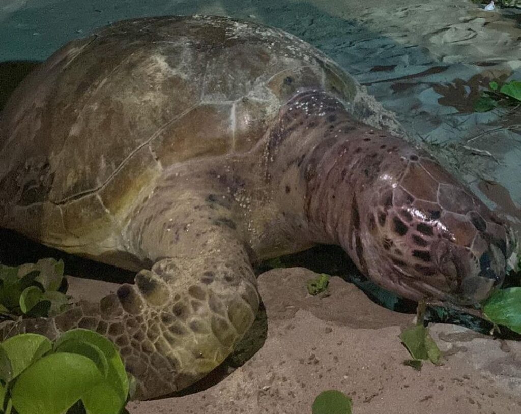 Tartaruga-verde é encontrada morta em praia de Maragogi
