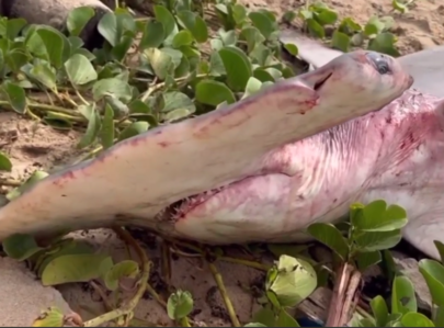 [Vídeo] Tubarão-martelo é encontrado morto em praia de Maragogi