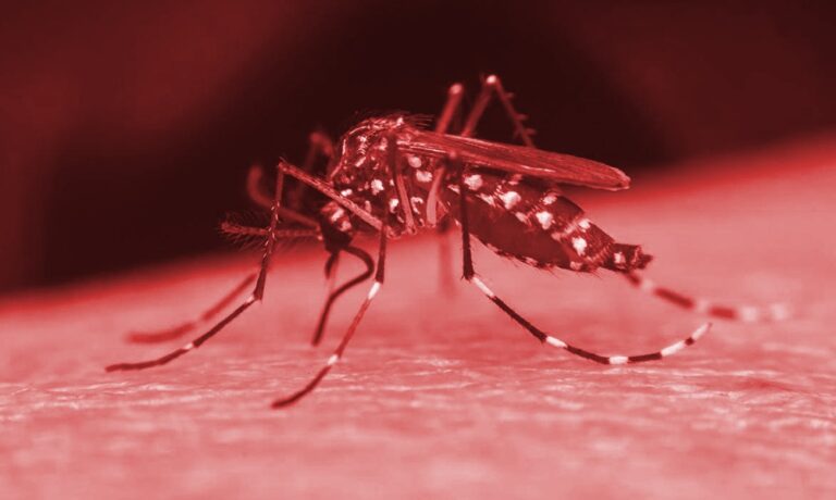 Cerca de 1,8 mil cidades estão em alerta para o Aedes aegypti