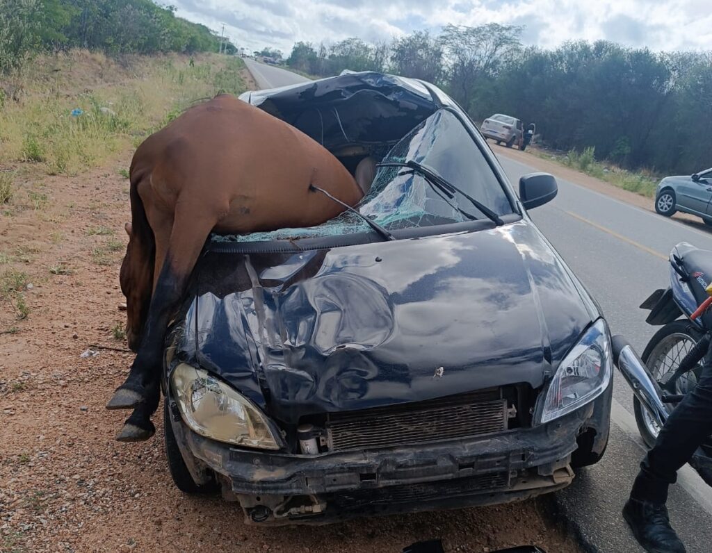 [Vídeo] Carro atropela cavalo que estava solto na pista, em Sertânia (PE)