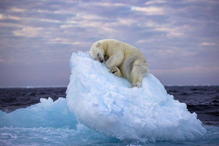 Ice Bed: foto de urso polar dormindo em iceberg ganha prêmio de fotografia