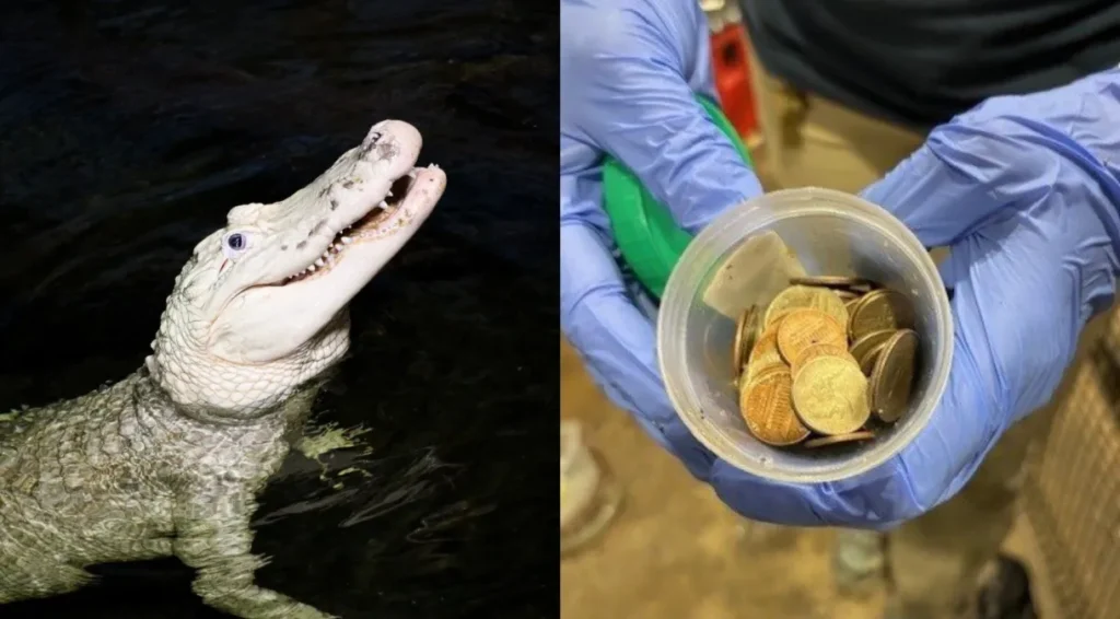 Jacaré tem cerca de 70 moedas removidas do estômago, em zoológico dos Estados Unidos