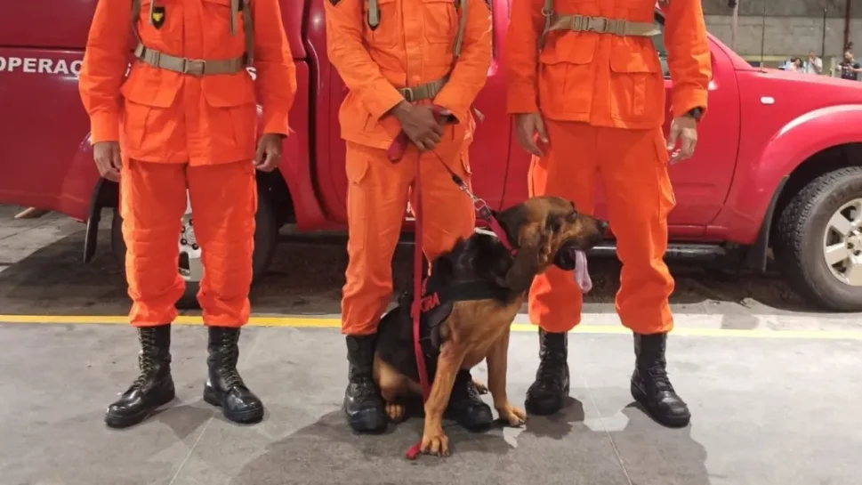 Cães farejadores ajudarão na busca por fugitivos do presídio de Mossoró