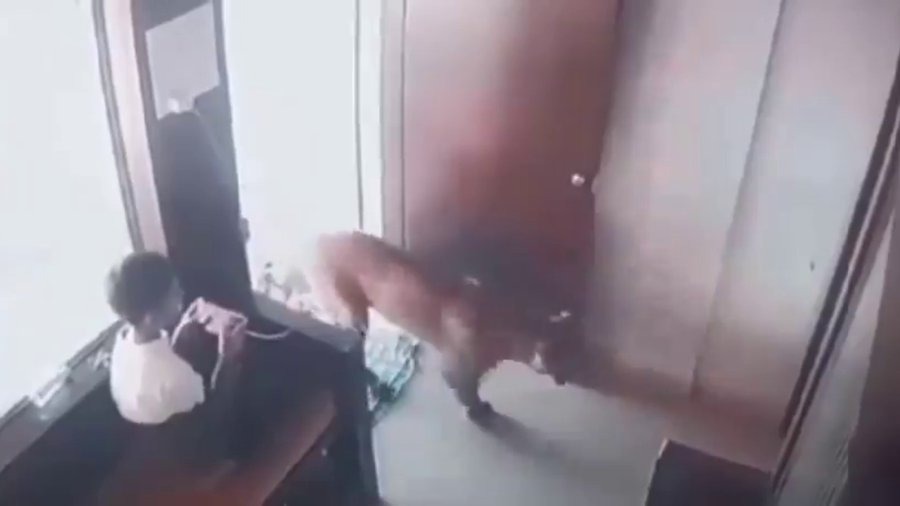 [Vídeo] Leopardo invade escritório e garoto prende animal no local