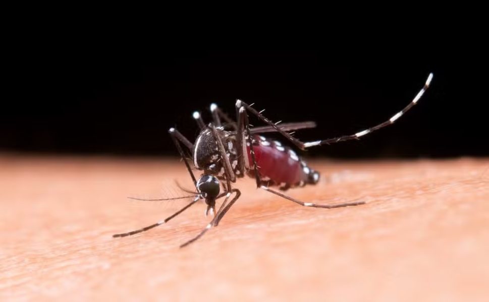Prefeitura de Belo Horizonte anuncia fim de decreto da epidemia de dengue