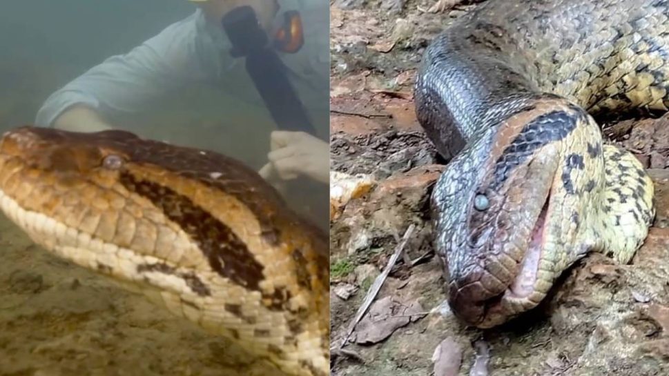 Maior sucuri do mundo é encontrada morta em rio do Mato Grosso do Sul