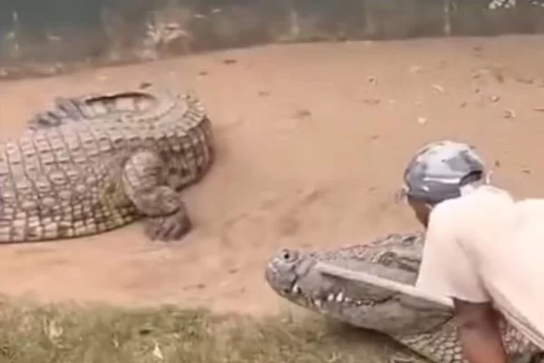 [Vídeo] Crocodilo ataca cuidador durante apresentação, em parque temática do África do Sul