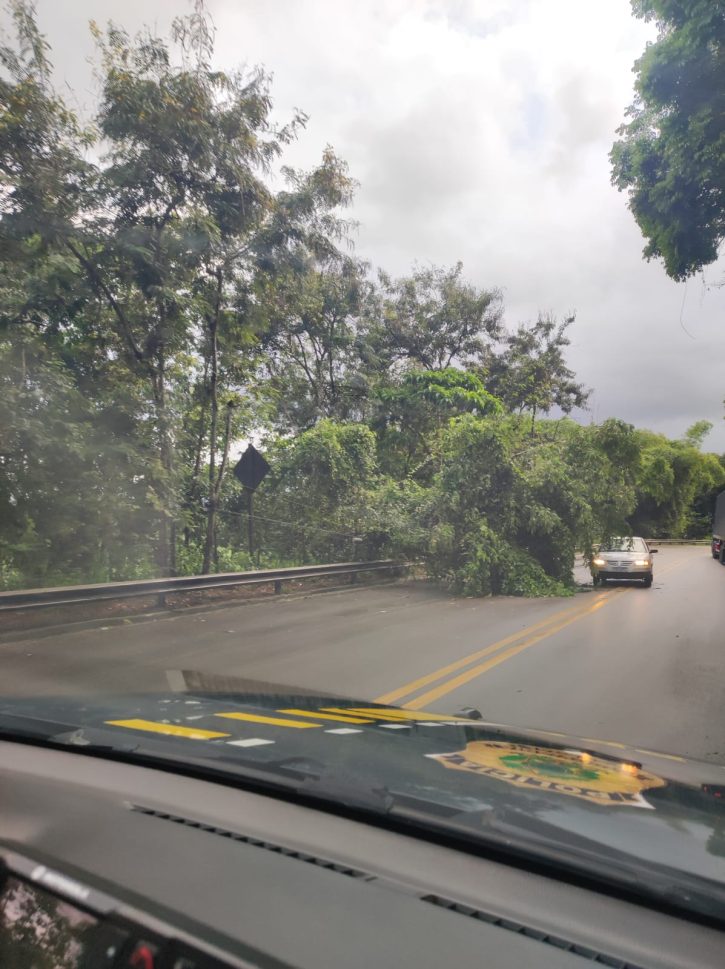 Queda de árvore afeta trânsito na Ladeira do Lindoya, em Satuba