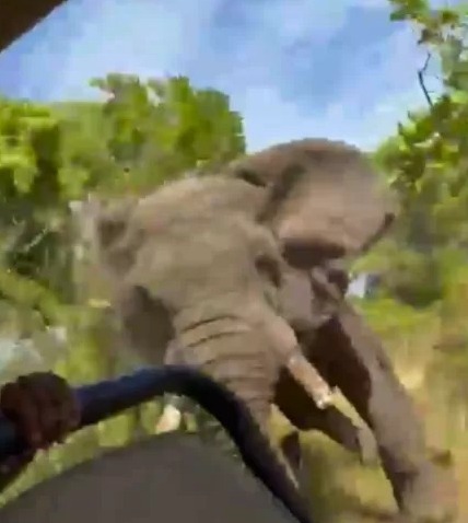 [Vídeo] Elefante persegue jipe durante safári, provoca a morte de uma idosa e deixa cinco feridos