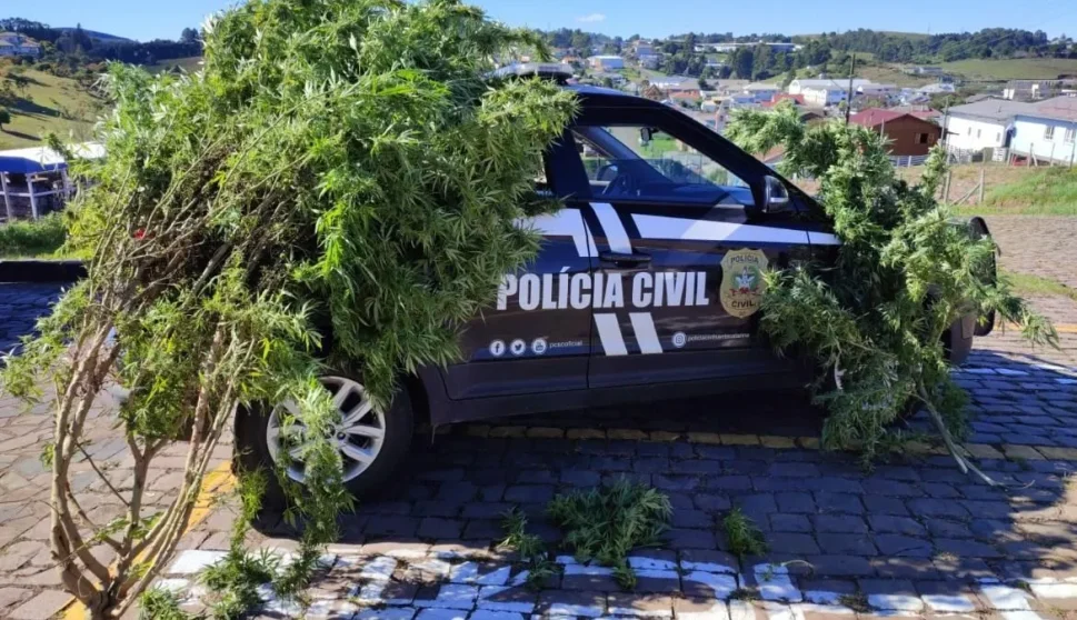Polícia Civil apreende pé de maconha de 2,5 metros e 15 kg