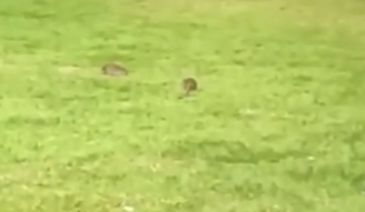[Vídeo] Ratos são flagrados em gramado da orla da Ponta Verde, em Maceió