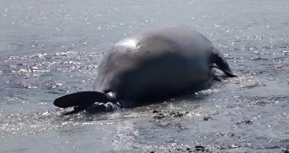 [Vídeo] Elefante-marinho é avistado em praia de Maragogi