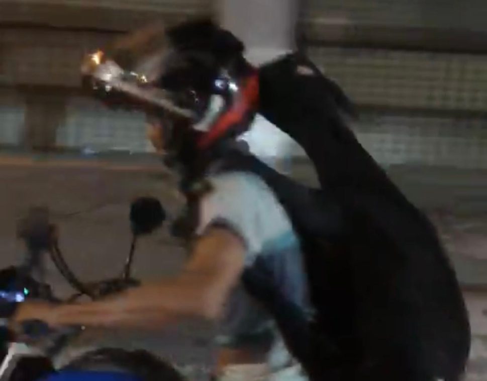 Ovelha flagrada em garupa de moto havia sido furtada, explica dono do animal à polícia