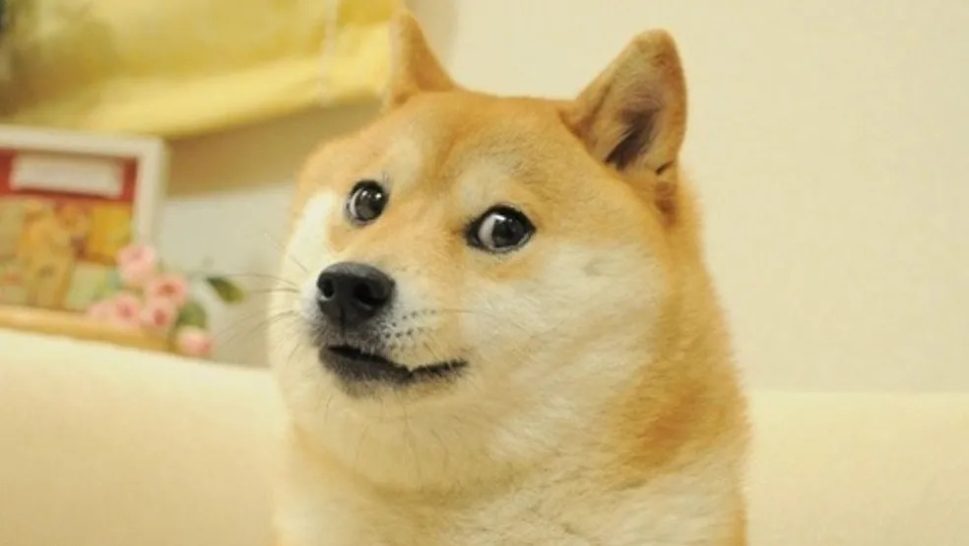 Morre Kabosu, cachorra japonesa que ficou famosa pelos memes na internet