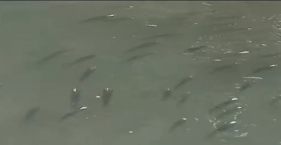 Peixes são flagrados nadando pelas ruas alagadas de Canoas, no Rio Grande do Sul