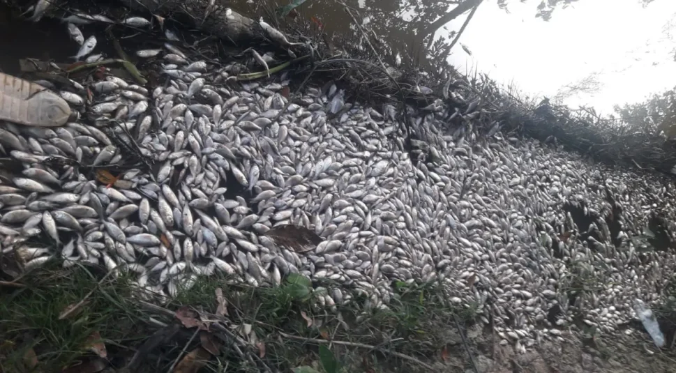 Polícia prende três suspeitos de poluírem lago de Manaus, provocando a morte de vários peixes