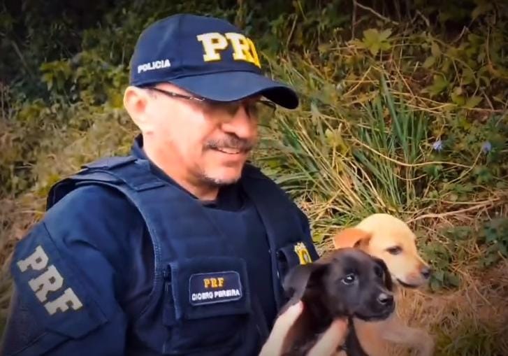 [Vídeo] Agentes da PRF resgatam filhotes abandonados às margens da BR-116, no Ceará