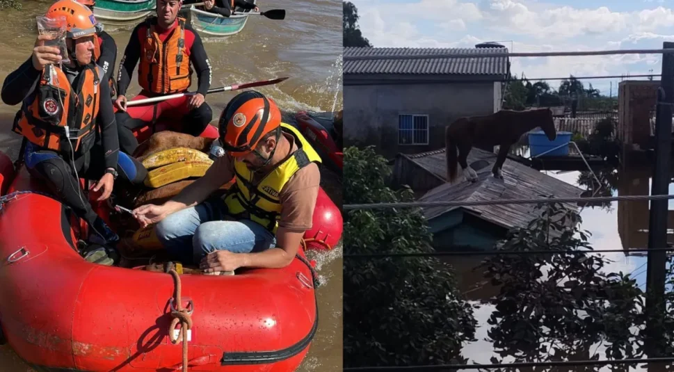 [Vídeo] Cavalo “Caramelo” é resgatado após ficar quatro dias ilhado em telhado, no Rio Grande do Sul
