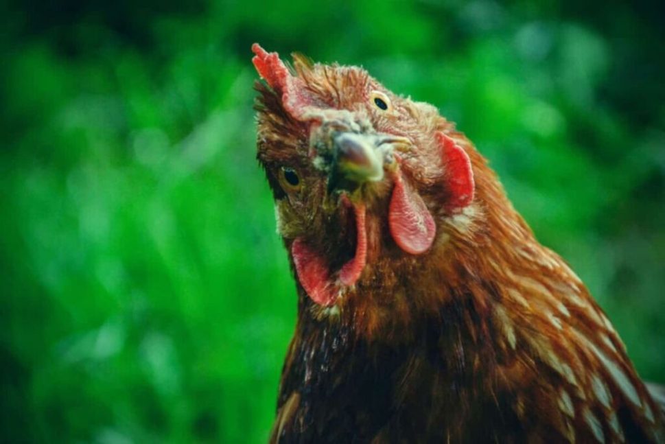 Austrália relata primeiro caso de gripe aviária em um humano