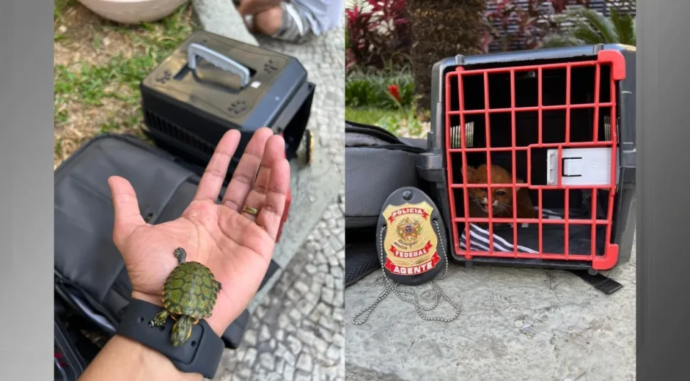 [Vídeo] PF prende 4 indivíduos por comércio ilegal de animais silvestres