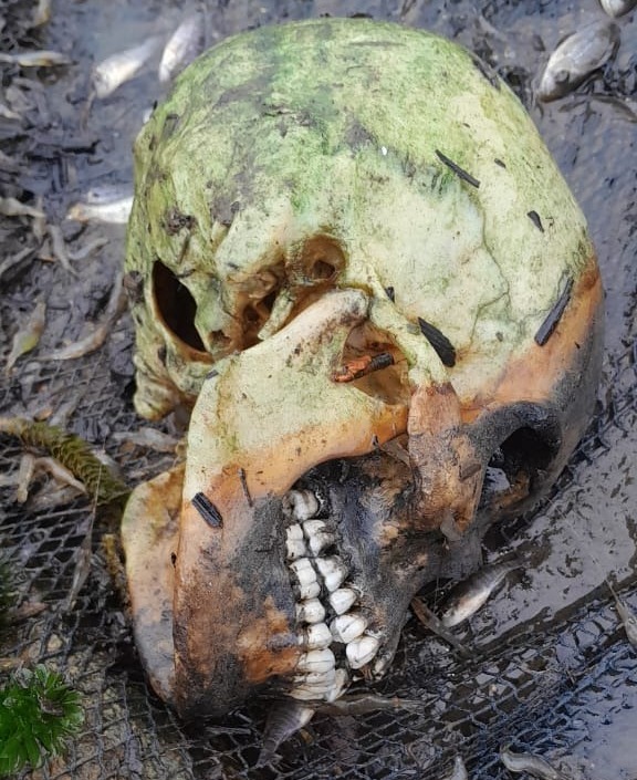 [Vídeo] Crânio humano é encontrado em açude de Mar Vermelho