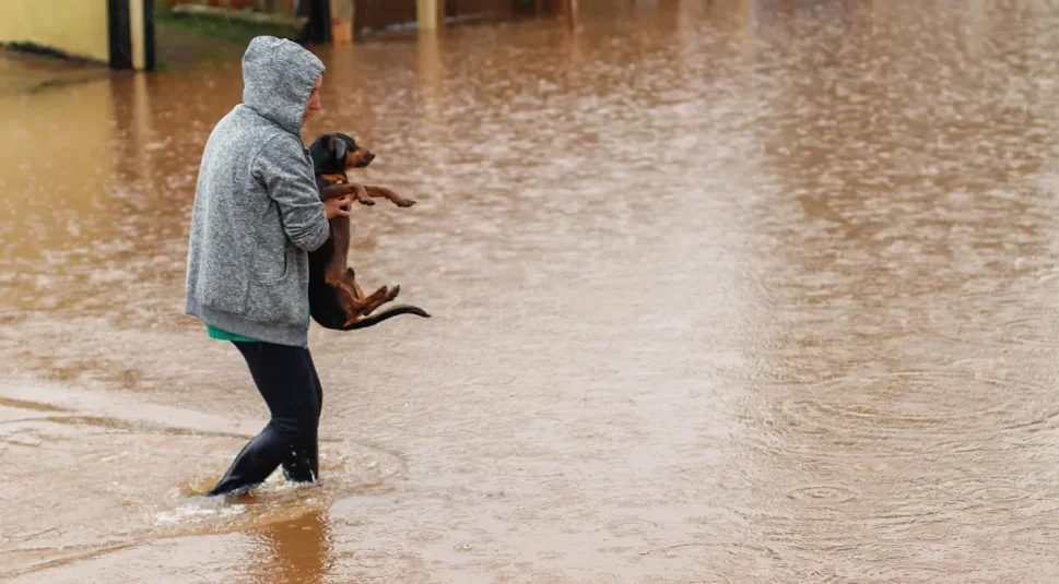 Governo gaúcho pretende oferecer R$ 450 para quem adotar animais resgatados das enchentes