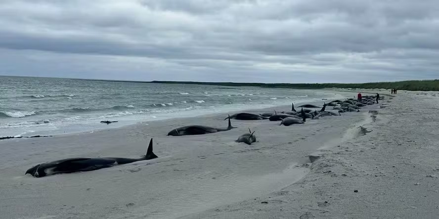 [Vídeo] Pelo menos 65 baleias morrem encalhadas em praia da Escócia