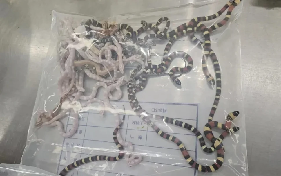 Homem é preso com 104 cobras vivas dentro das calças, na China
