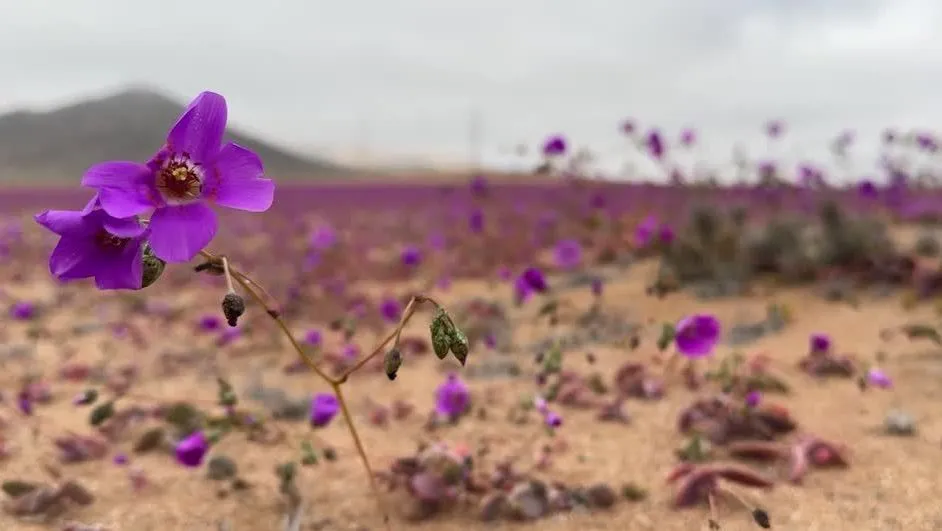 [Vídeo] No Chile, deserto mais seco do planeta fica coberto por flores