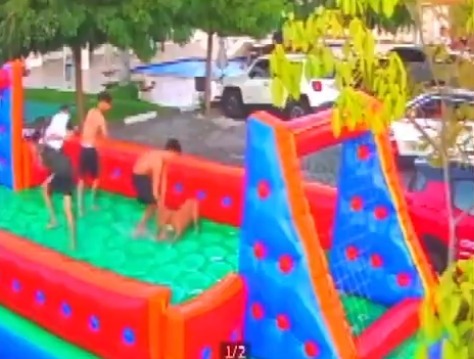[Vídeo] Cinco pessoas ficam feridas após ataque de Pitbull, na Bahia