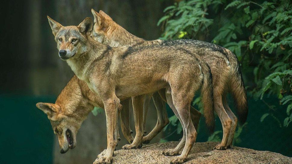 Ataques de lobos deixam mortos e espalham terror na Índia