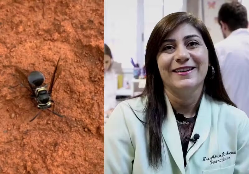 Veneno de marimbondo pode combater o câncer, descobre cientista brasileira