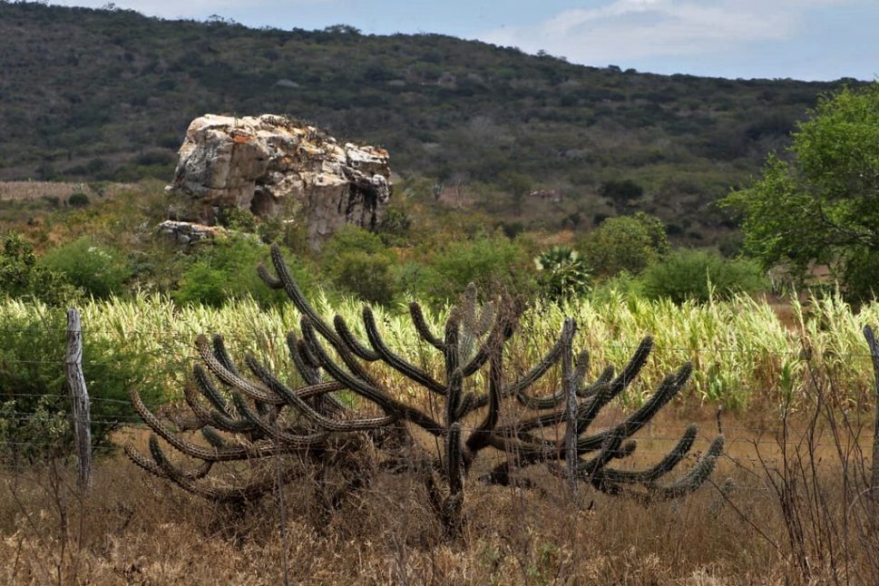 Governo anuncia R$ 90 milhões para preservação da Caatinga