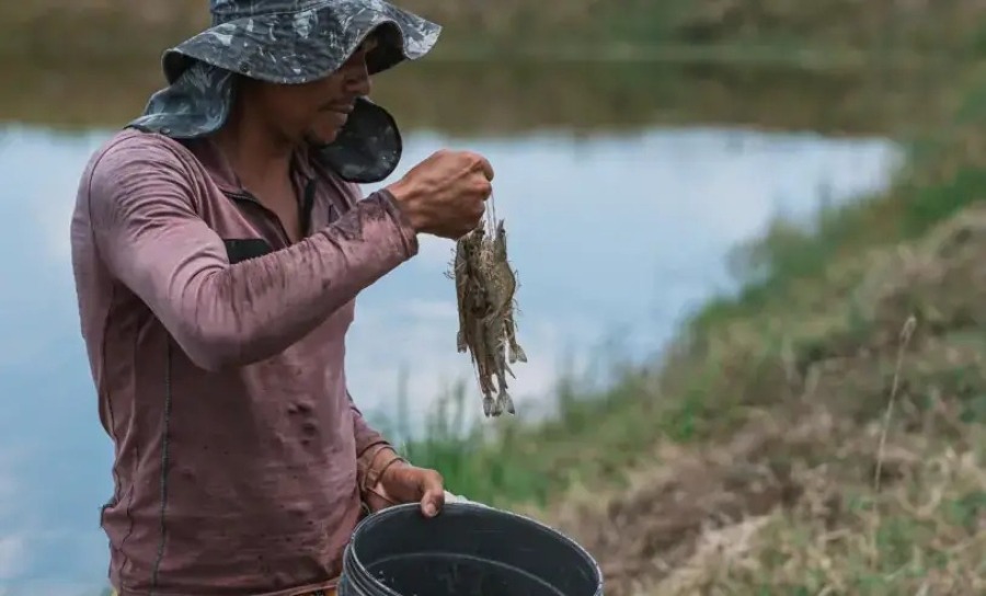 Criação de camarão avança em Alagoas e impulsiona desenvolvimento no campo