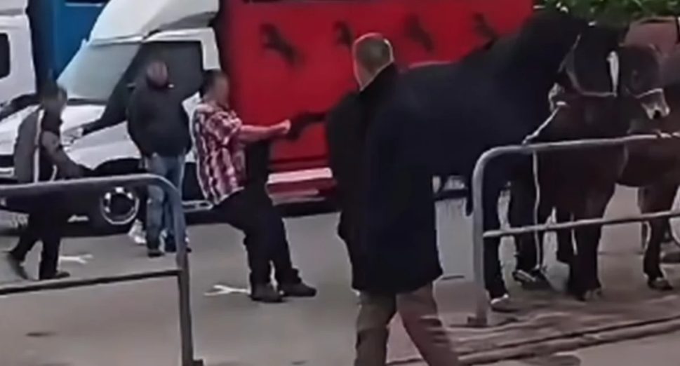 Cavalo reage a maus-tratos e dá coice em homem durante feira na Polônia